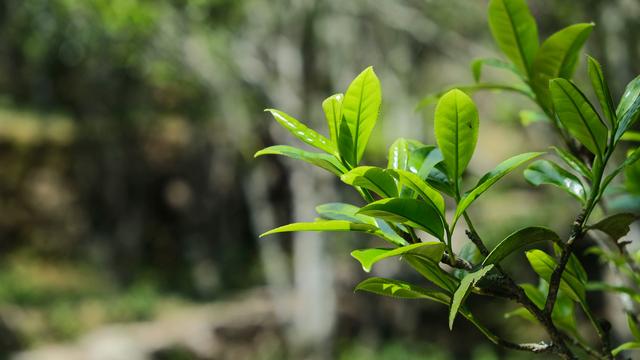 茶的优雅网名，茶叶店取名字和寓意