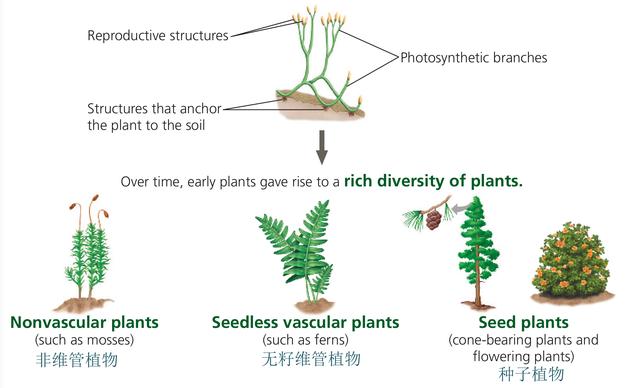 罐头的罐的偏旁怎么读，缶怎么读