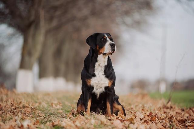 十大最佳保护主人的犬2022,十大最佳保护主人的犬排名第一