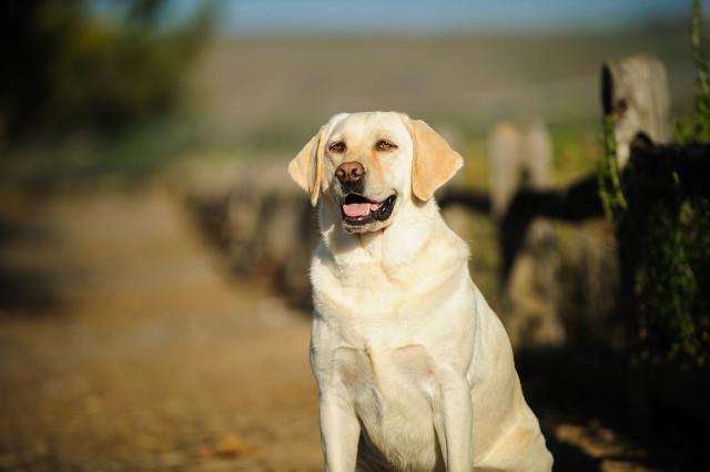 十大最佳保护主人的犬2022,十大最佳保护主人的犬排名第一